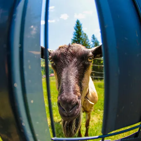 בית הארחה 1103 K Istebnej יבוז'ינקה