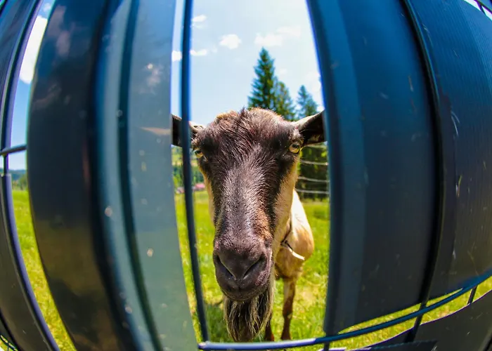 بيت ضيافة 1103 K Istebnej جاورزينكا